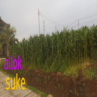 アルバム/allok/suke