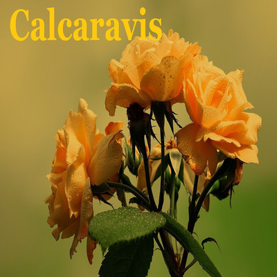 Calcaravis/Agnosia fact