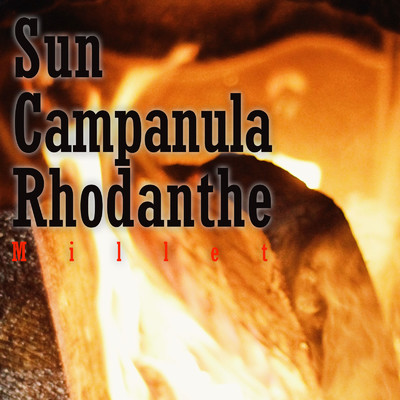 Sun Campanula Rhodanthe/Millet