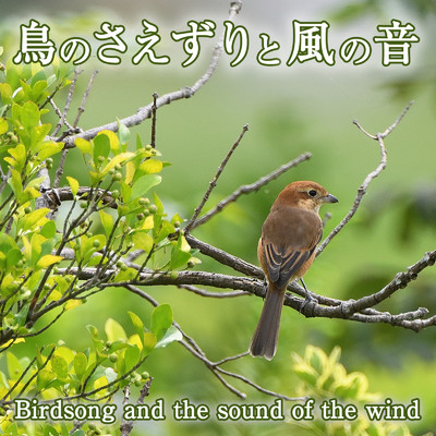 鳥のさえずりと風の音/ジャパニーズネイチャーサウンド ・ 睡眠 作業