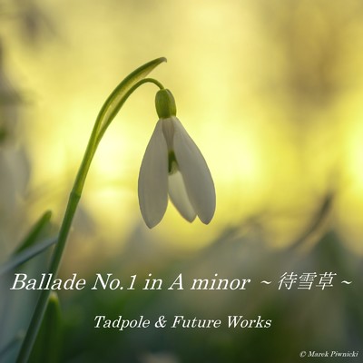 シングル/Ballade No.1 in A minor 〜 待雪草 〜/Tadpole & Future Works
