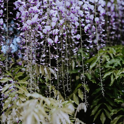 シングル/Wisteria/Gloveity