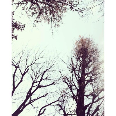 SNOW TREE/佐藤礼央