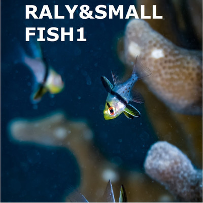 アルバム/RALY&SMALL FISH1/RALY & SMALL FISH