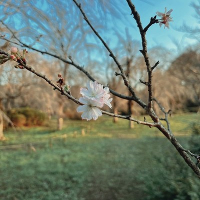 Blossom/Ichika Nito