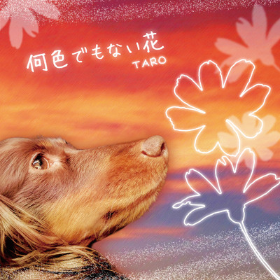 シングル/何色でもない花/TARO