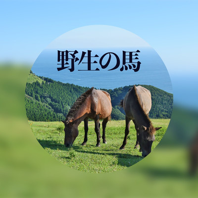 アルバム/野生の馬/野村 孝夫