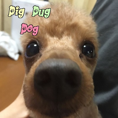Dig Dug Dog/MiKaDo