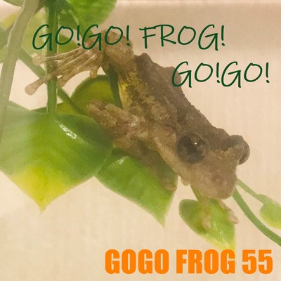 gogo frog 55