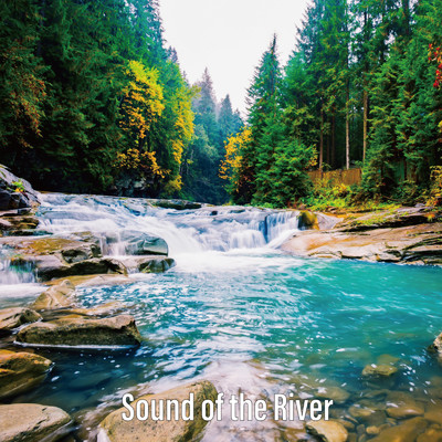 Calming Water/Forest Sounds & Nature Field Sounds