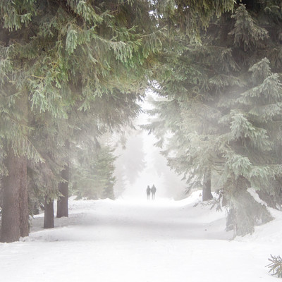 Winter's Lullaby of Snowflakes/Ingrid Gander