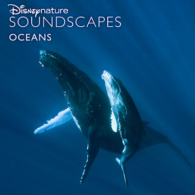 Cormorants on the Beach (From ”Disneynature Soundscapes: Oceans”)/ディズニーネイチャー サウンドスケープ