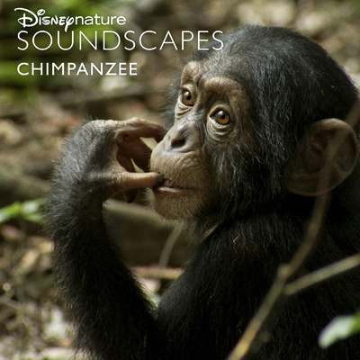 アルバム/ディズニーネイチャー サウンドスケープ: チンパンジー/ディズニーネイチャー サウンドスケープ