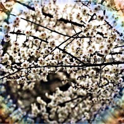 アルバム/cherry blossom viewing (featInda)/leedongho