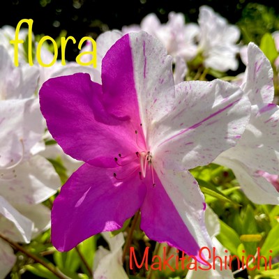 アルバム/Flora/MakitaShinichi