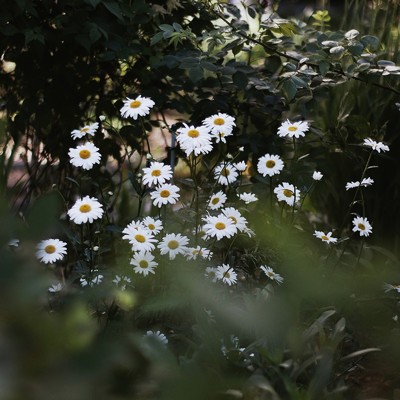 シングル/Chamomile/Gloveity