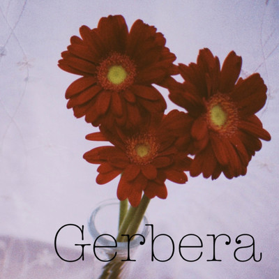 Gerbera/花歩