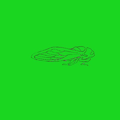 シングル/Cicada/Mash