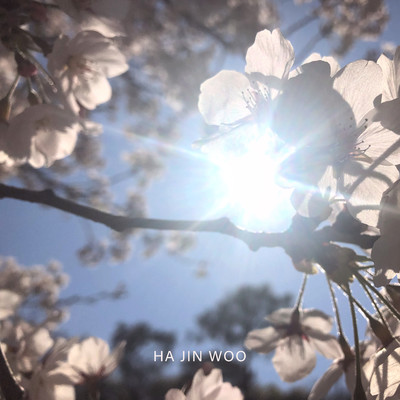 アルバム/Cherry Blossom/Ha Jin Woo