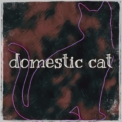 domestic cat/高田 稜治