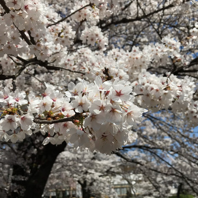 シングル/Yozakura -Graceful Cherry Blossoms-/Okazaki Fragment