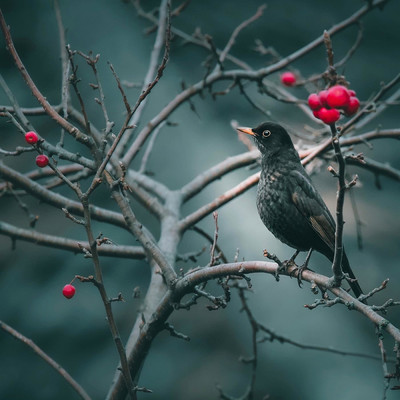 Blackbird/Balin