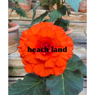 バックボーン/Beach land