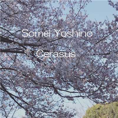 Cerasus/Somei Yoshino