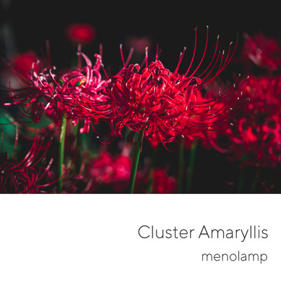 Cluster Amaryllis/menolamp