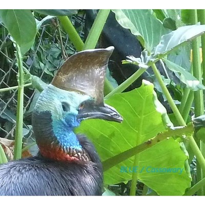Bring you to a NEW PHASE/Cassowary
