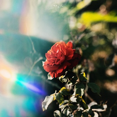 アルバム/Water Soluble Flower/Gloveity