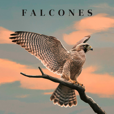 Falcones/Venil Conan