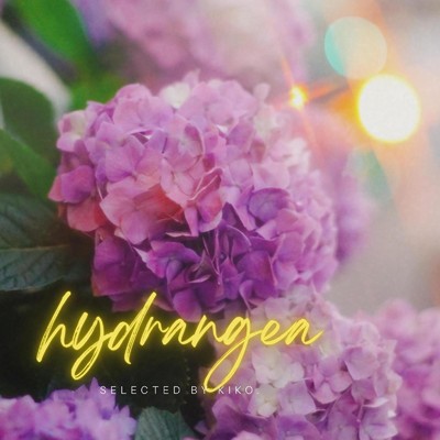 hydrangea selected by KIKO/epi records
