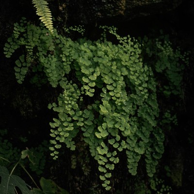シングル/Bryophyte/Gloveity