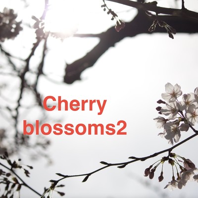 Cherry blossoms2/Orihuza_K_ota