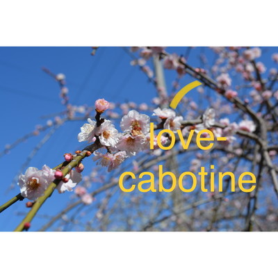 love-cabotine/megurin