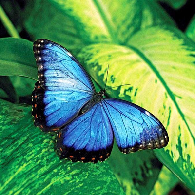 Butterflies/Omar Bryan