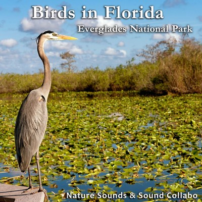 Birds in Florida -Everglades National Park-/Nature Sounds & Sound Callabo