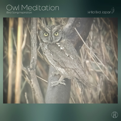 Owl Meditation: Bird Song Inspiration/Wild Bird Japan