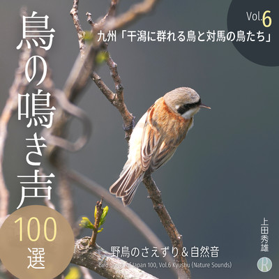 鳥の鳴き声 100選 Vol.6 九州 「干潟に群れる鳥と対馬の鳥たち」 野鳥のさえずり&自然音/上田秀雄