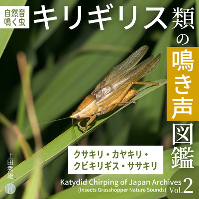 アルバム/キリギリス類の鳴き声図鑑 Vol.2 クサキリ・カヤキリ・クビキリギス・ササキリ [自然音・鳴く虫]/上田秀雄