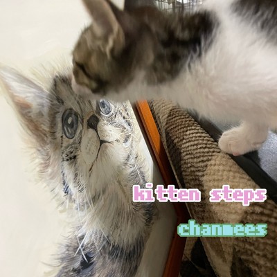 kitten steps/chanmees