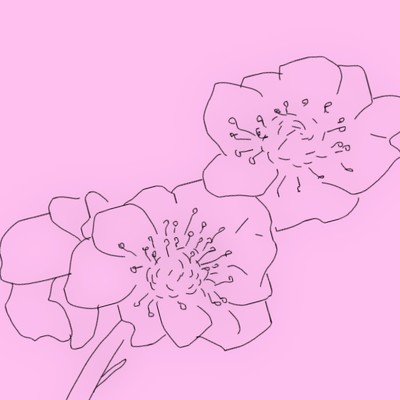 シングル/Sakura/Xshin