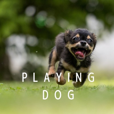 Playing Dog/Aruku Walker