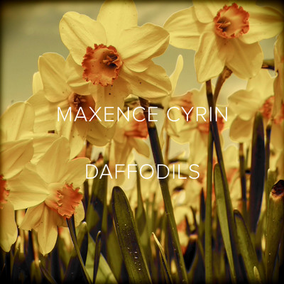 Daffodils/Maxence Cyrin