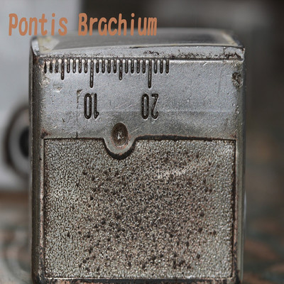 アルバム/Pontis Brachium/Quadrigeminal Bodies