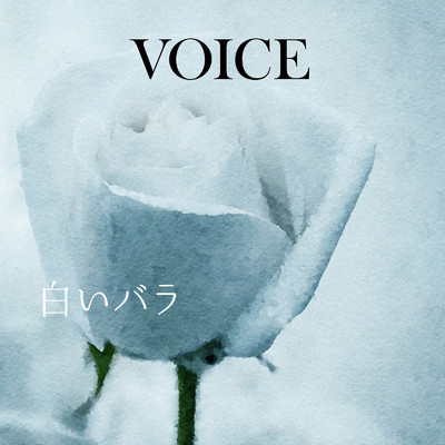 シングル/白いバラ/VOICE