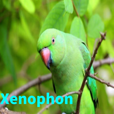 Xenophon/Squamous