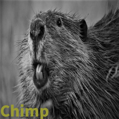 シングル/Chimp/Summertime