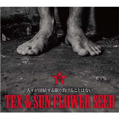Message (featuring 佐藤タイジ)/TEX & SUN FLOWER SEED